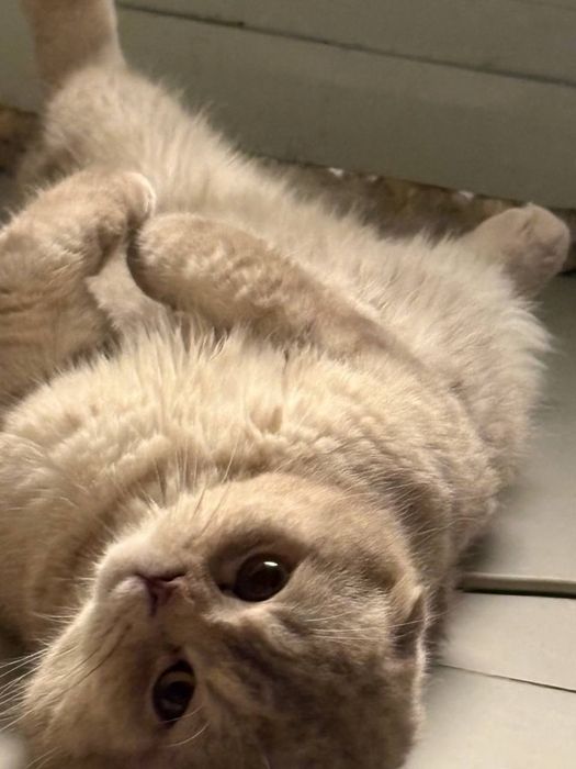 Vyazkaga beriladi skottish fold