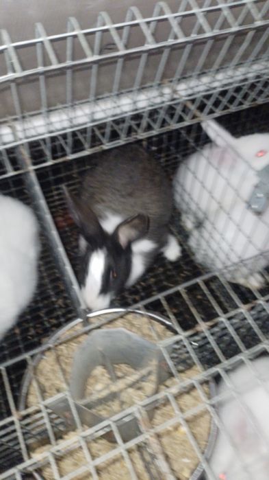 Vand iepuri hycole francez