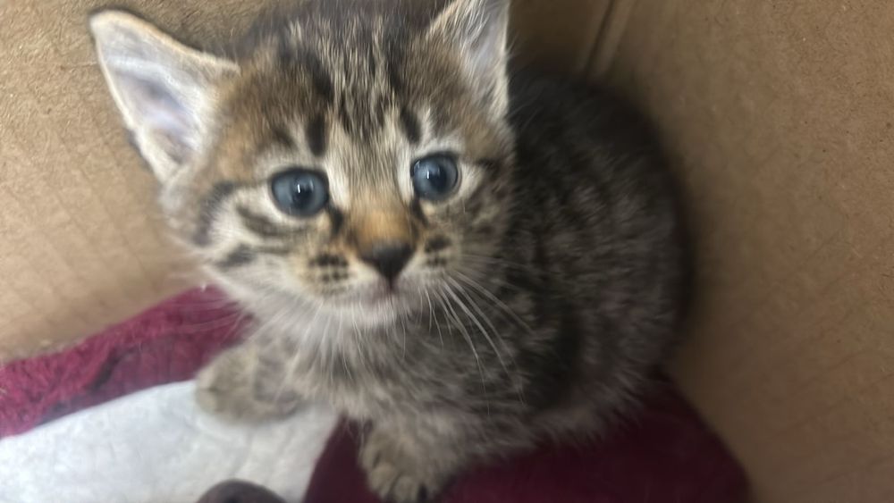 Отдам в хорошие руки котят