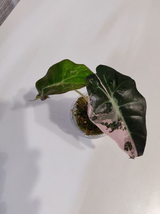 Алоказия Амазоника