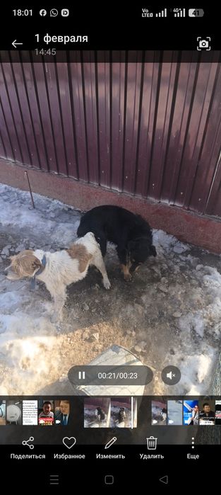 Фокстерьер+ягьдтерер