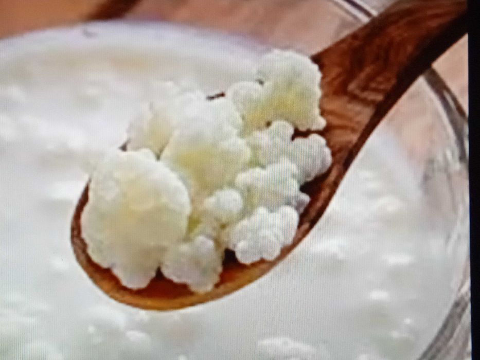 Кефирена гъба-2 дози