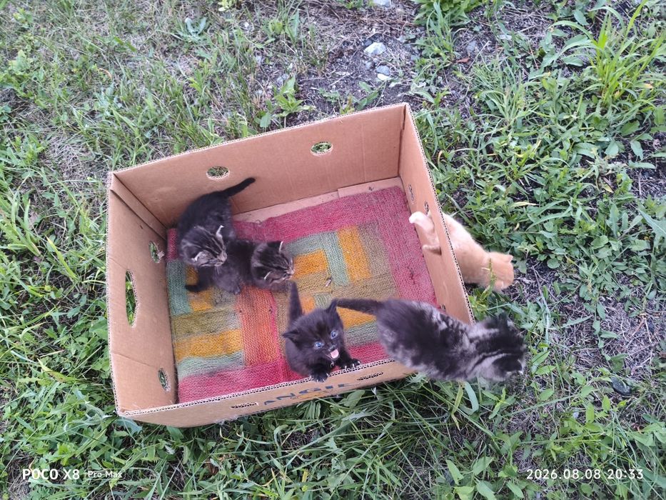Срочно Отдам котят в добрые руки