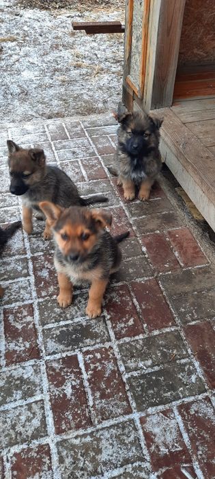 Щенят отдам в добрые руки!