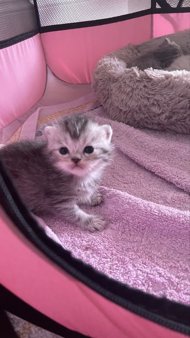 Шотландские котята