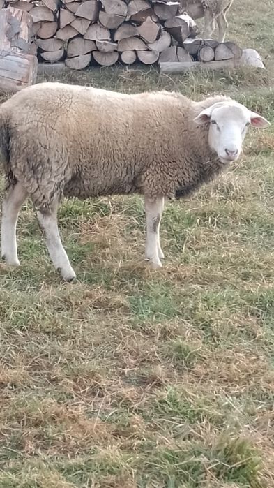 texel .oi .de carne.