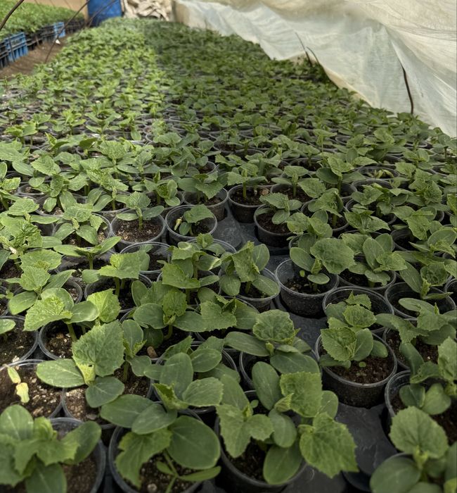 Разсад домати ранни- директно от производител!