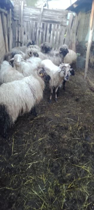 Oi de vânzare  de lapte