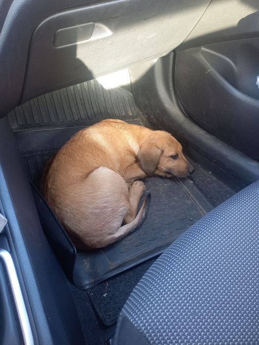 Щенки бесплатно в добрые руки