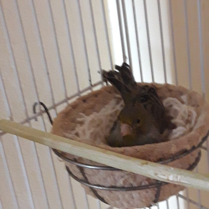 Поюших кенаров разных окрасов