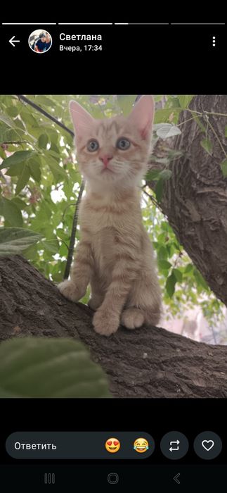 Котята  животные