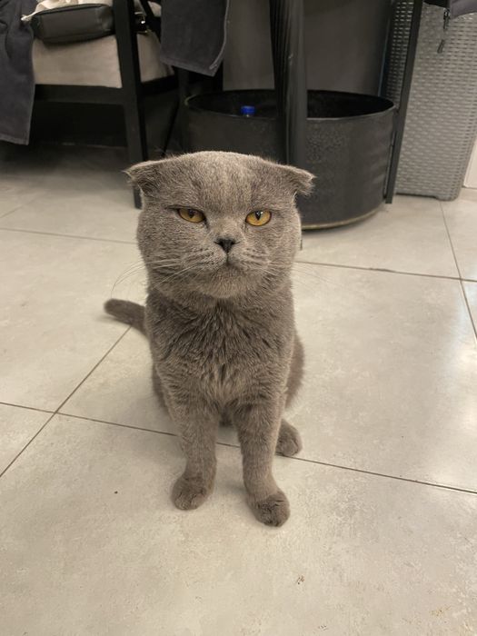 Scotish fold sotlad srochna mushun yahsh koradgola osn