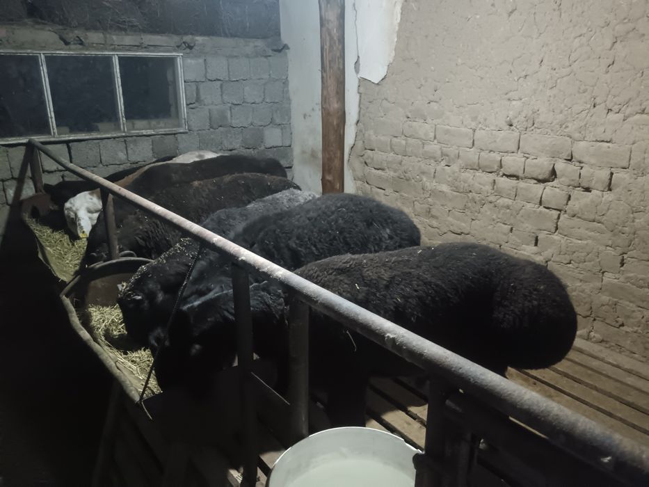 Қошқар семіз бордақы