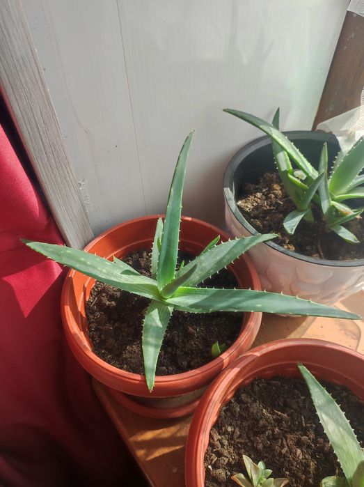 Алоэ Вера молодые