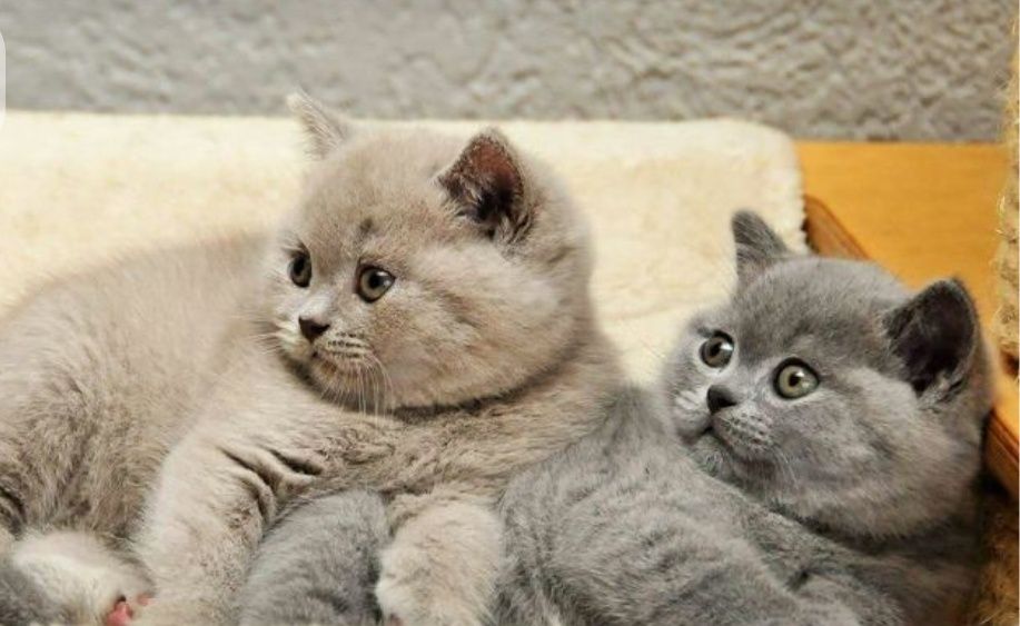 Котята Британские голубой окрас