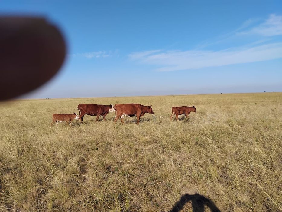 Продам сельхоз животные