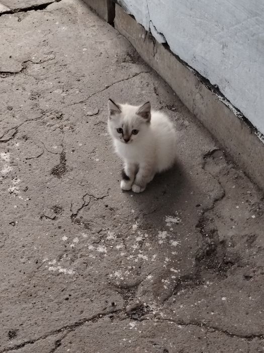 Отдам котёнка в добрые руки