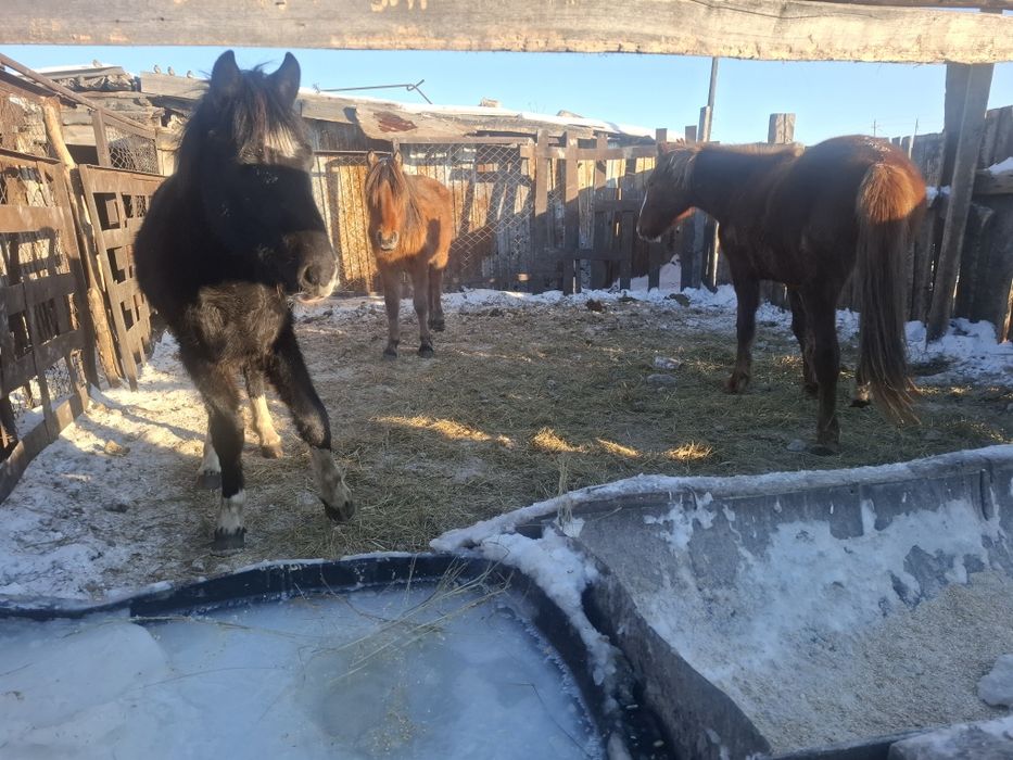 Продам лошадей 500