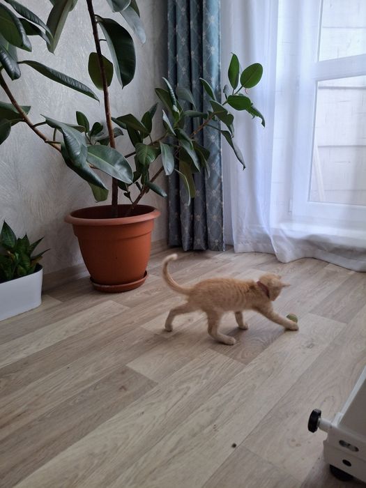 Отдам котенка в добрые руки БЕСПЛАТНО