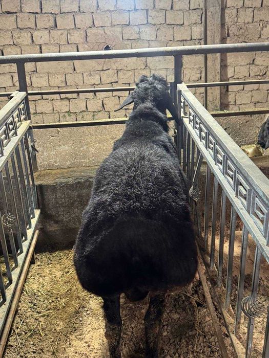 Qochqor qoy. Курбонлик ва насил олиш учун кучкорлар мавжуд