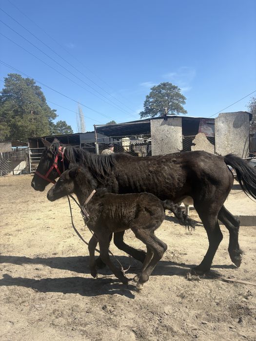 Продам двух кобыл с жеребятами