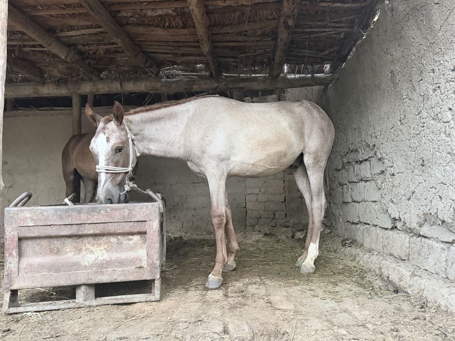 Toy sotiladi nomer 1 toy bunaqasi bomagan
