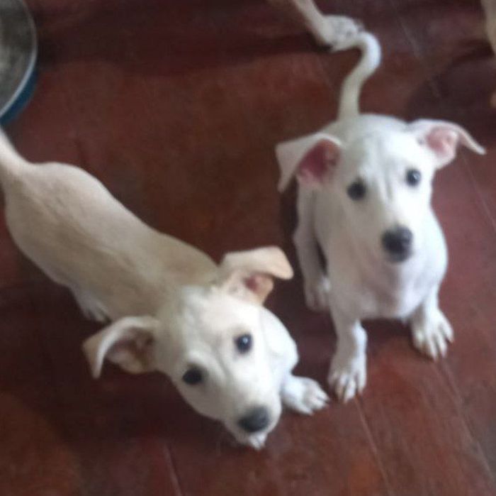 Бесплатно собак отдам