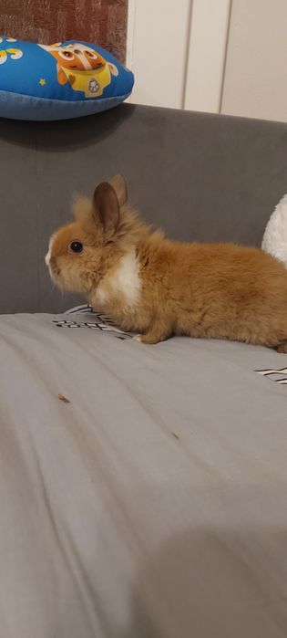 De vânzare iepurași pitici(cap de leu)