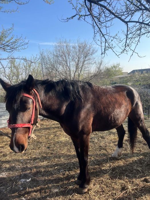 Лошади 2 года двум одному 5