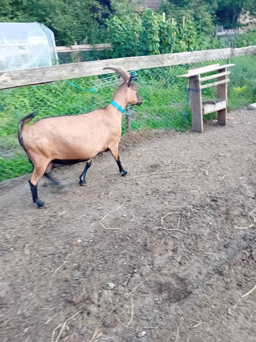 Tapisori si capra de vânzare pentru taiere
