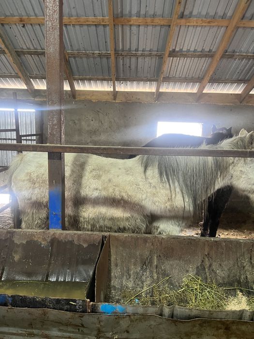 Айғыр, бие , тайл