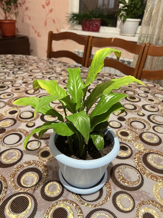 Продам комнатные цветы