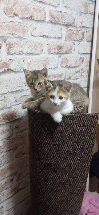 Продам котят, 1.5 месяца