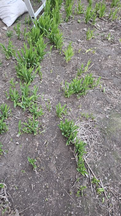 Многолетние цветы- лилейник