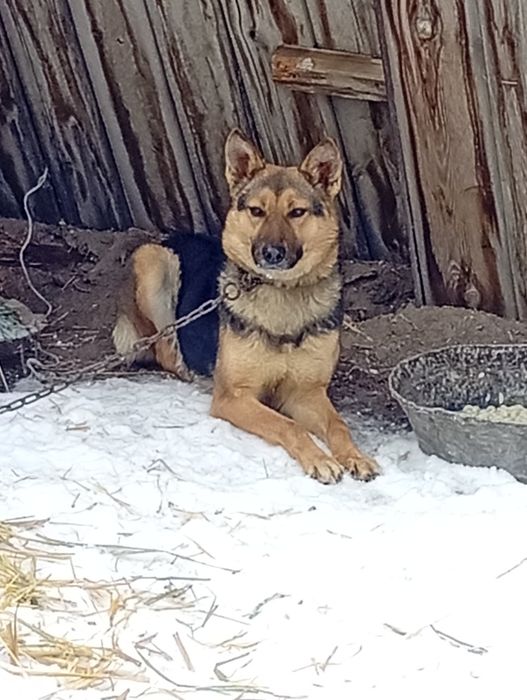 Продам немецкую овчарку ( девочка).