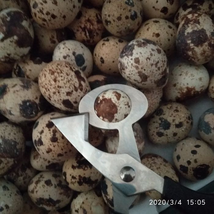 Цыплята перепелов на заказ.