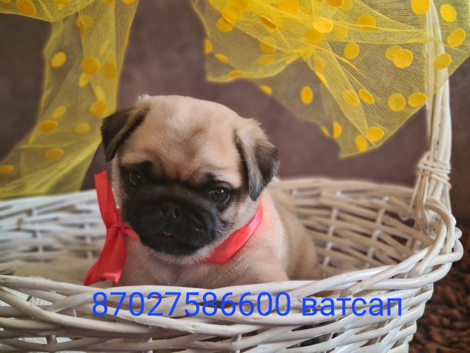 Продам щенков мопса.