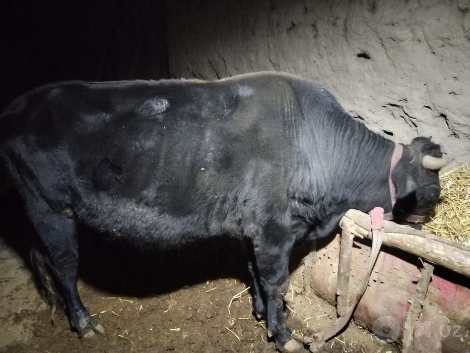 Buqa sotiladi narx kelishiladi