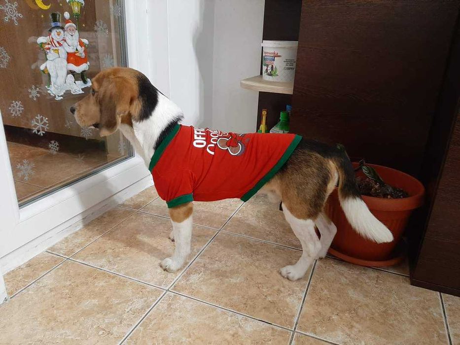 Кучешка коледна дрешка
