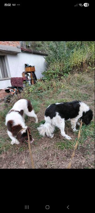 Българско овчарско киче