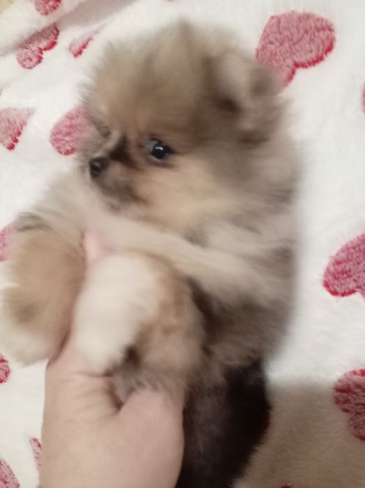 Продам щенка шпица