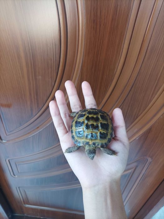 Toshbaqa bolasi sotiladi! (Продается Черепаха)