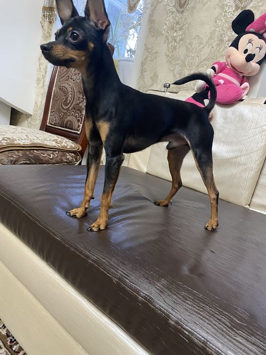 той терьер ищет