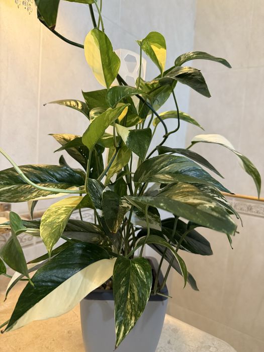 Эпипренум пинантум вайт