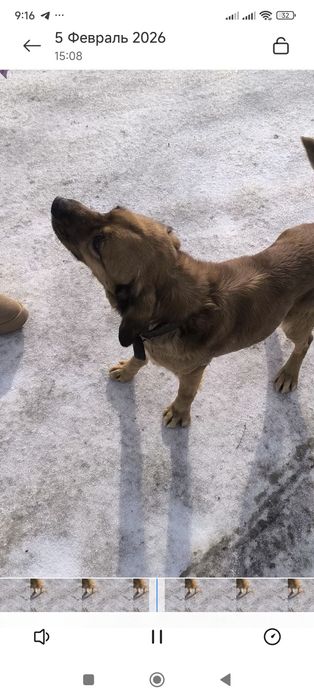 Ищем хозяина, собака, кабель с ошейником