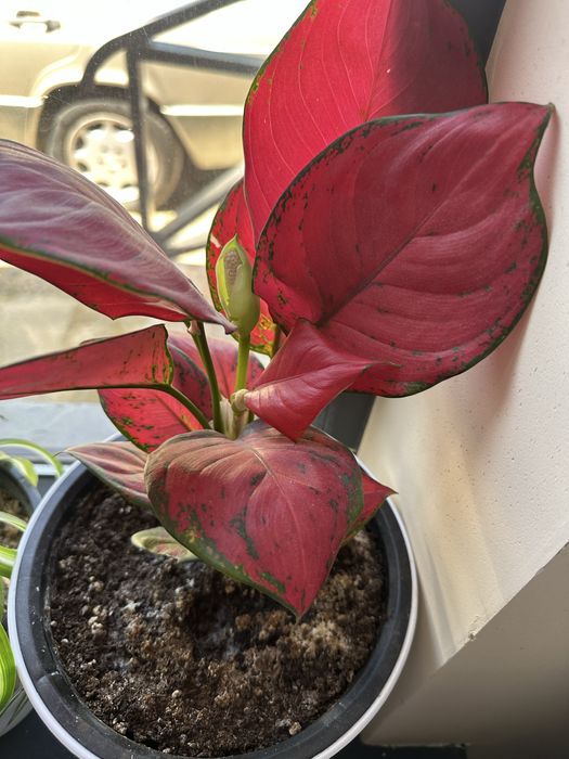 Фитодизайнер / Интерьерный озеленитель