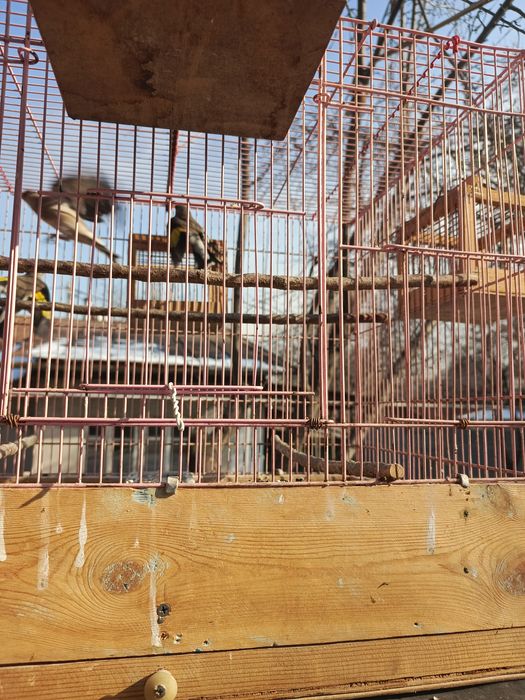 Щеглы  седоголовые, простушки