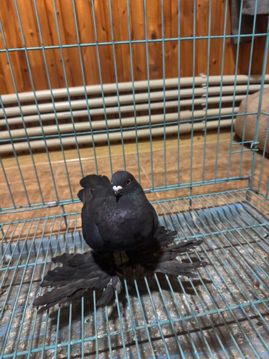 Голубь жук самец