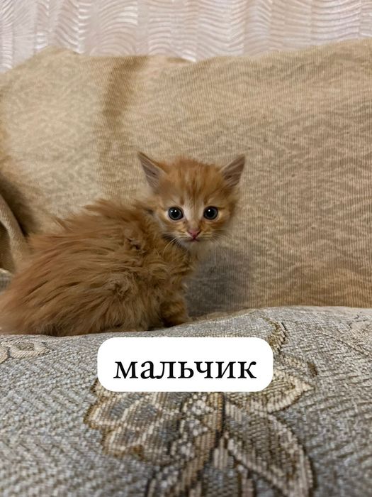 Отдам в добрые руки