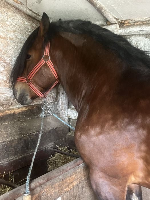 Armasar pentru monta sange rece unguresc